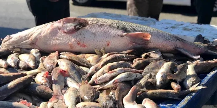 Görenlerin ağzı açık kaldı! Kilosu 250 TL'den satılıyor