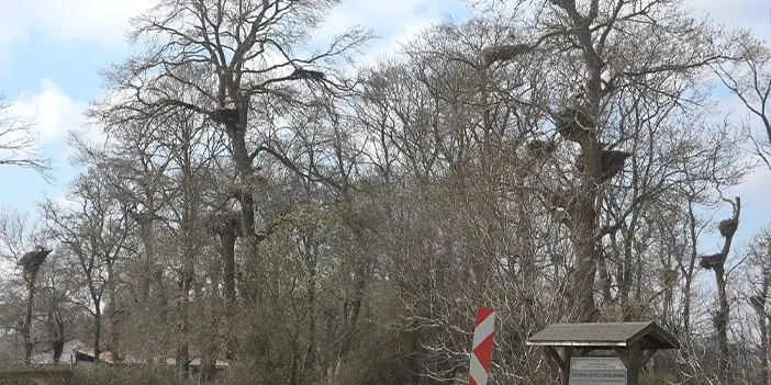 Samsun'da leylek Ormanı şenlendi! 7 bin kilometre uçup geldiler