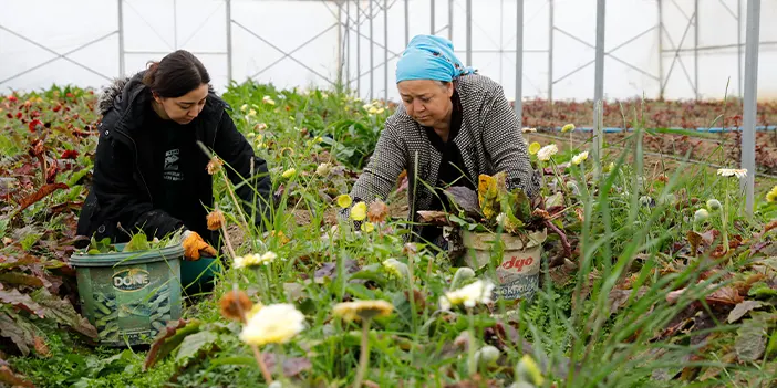 Samsun'da aldığı destekle ailesinin çiçek serasını büyüttü
