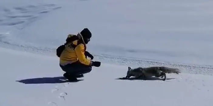 Erzurum'da tilkiyi tuttukları balıkla beslediler
