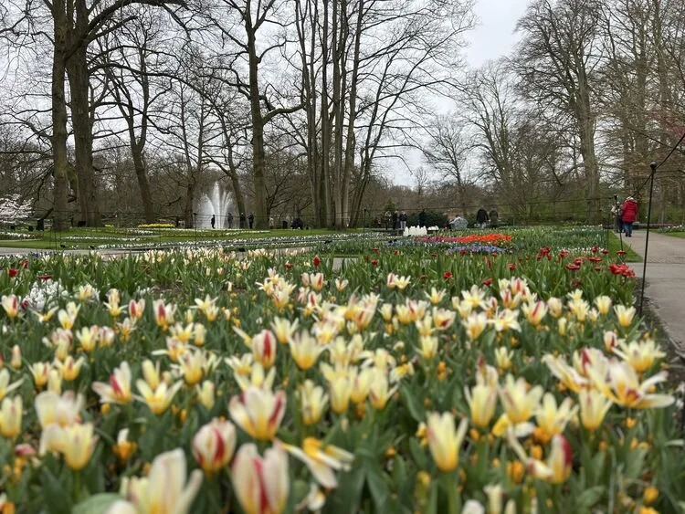 keukenhof-bahcesi-75-yilini-kutluyor-dunyanin-en-buyuk-lale-sergisi-002.webp