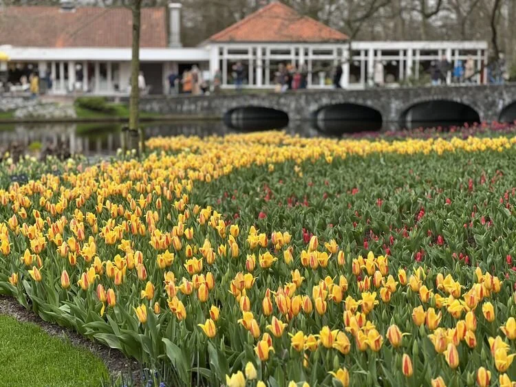 keukenhof-bahcesi-75-yilini-kutluyor-dunyanin-en-buyuk-lale-sergisi-003.webp