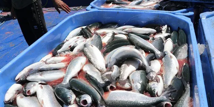 Karadeniz Somonu ihracatına 'Göl somonu' darbesi