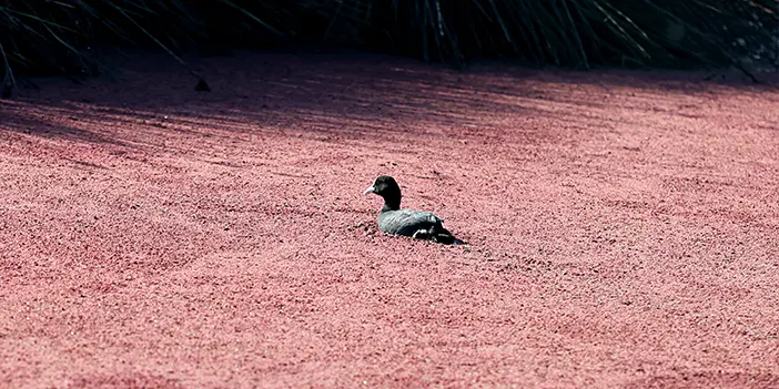 Kızıl eğrelti otlarının kapladığı Kızılırmak Deltası'nda dikkat çeken görüntüler