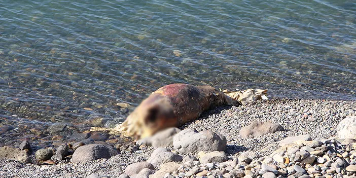 Trabzon'da ilginç olay! İnek ölüsü sahile vurdu