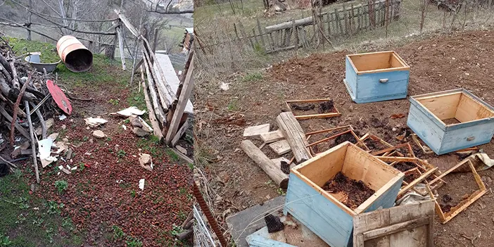 Artvin'de kış uykusundan uyanan ayılar evlere dadandı