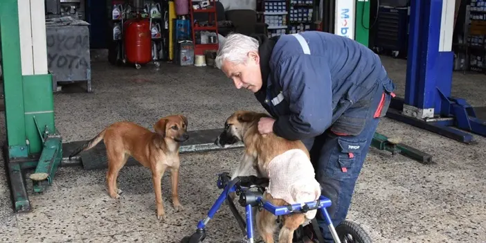 Ordu omurgası kırılan köpeğine 4 tekerlekli yürüteç yaptı