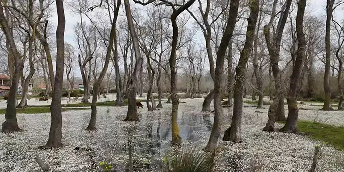 Cennetten bir köşe: Kızılırmak Deltası ziyaretçilerini ağırlıyor