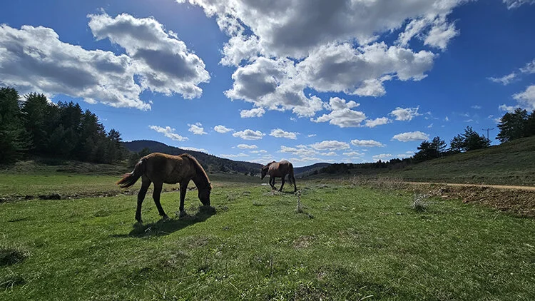 ankirinin-yaprakli-yaylasi-doga-severlerin-yeni-gozdesi-1.webp