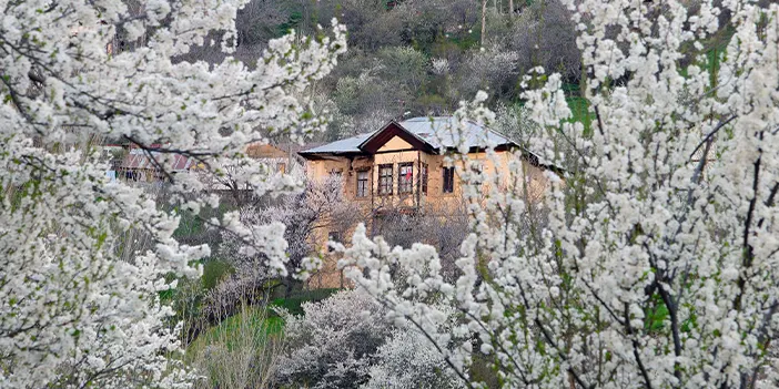 Gümüşhane'de tarihi mahallede bahar güzelliği