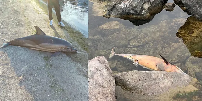 Artvin'de ölü yunus balıkları kıyıya vurdu! 