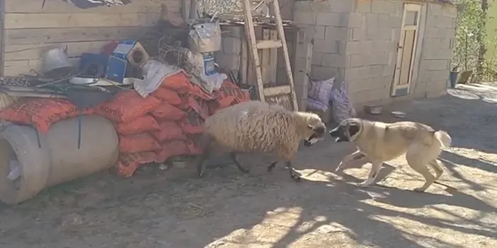 Gümüşhane'de koyun ve kopeğin kıyasıya mücadelesi gülümsetti