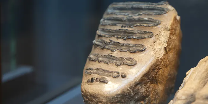 Mamut fosilleri Samsun'da sergileniyor