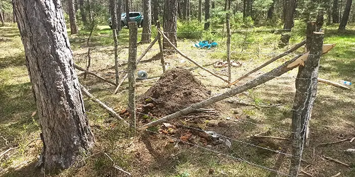 Samsun'da kırmızı orman karıncaları yeni yuvalarına taşındı