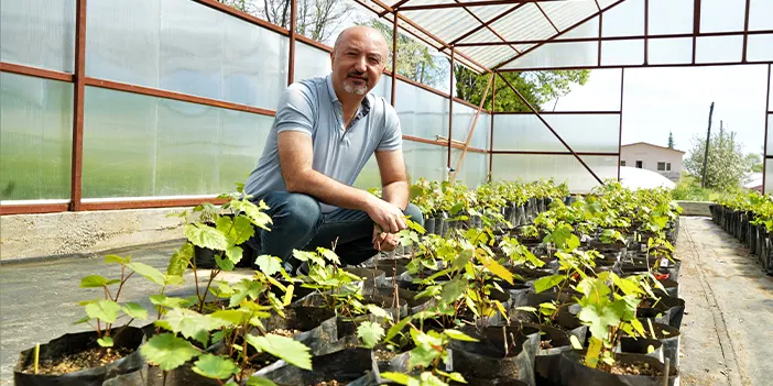 Samsun'da kokulu üzüm çekirdeksiz üzüm haline gelecek