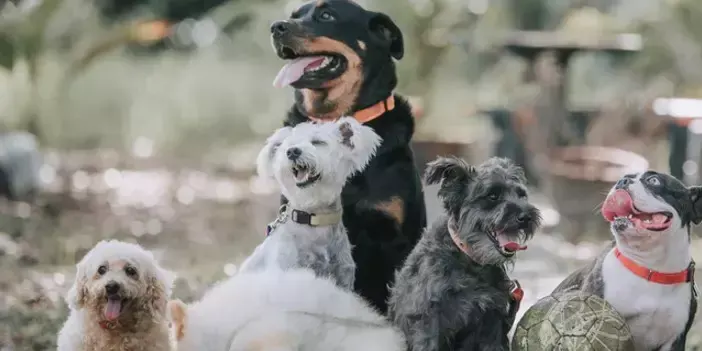 Rüyada köpek görmek ne anlama gelir? Rüyada köpek görmek neyi ifade eder? Rüyada köpek görmenin anlamı nedir?