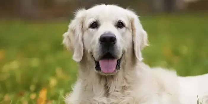 Rüyada köpek görmek ne anlama gelir? Rüyada köpek görmek neyi ifade eder? Rüyada köpek görmenin anlamı nedir?