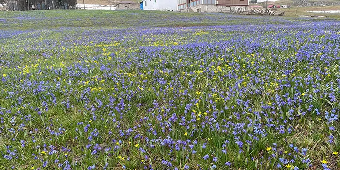 Trabzon'da her yıl nisan ayında açan çiçekler doğa severlerin ilgisini çekti