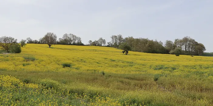 samsunda-kanola-cicek-acti-tarlalar-sariya-boyandi.Samsun'da kanola çiçek açtı! Tarlalar sarıya boyandı 