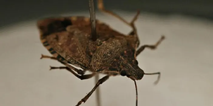 Türkiye'de ilk! Trabzon'da kahverengi kokarca ve şap hastalıyla mücadelede yeni dönem