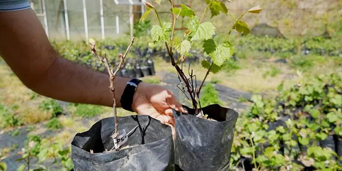 Bu projeyle Erzurum ve Kars'ta bile üzüm yetişebilecek