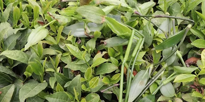 Rize'de çay üreticisi tedirgin! Bu otun yok edilmesi gerek