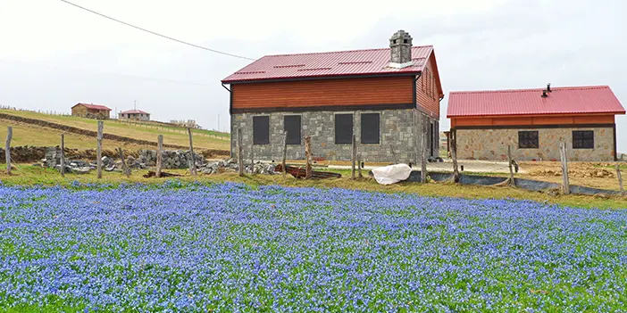 Trabzon'da Barma Yaylası görenleri büyülüyor