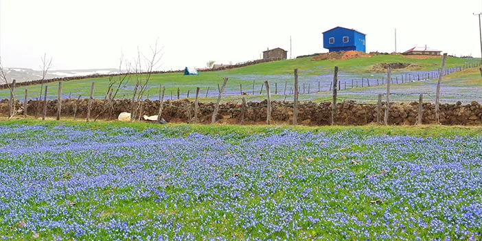 Trabzon'da Barma Yaylası görenleri büyülüyor