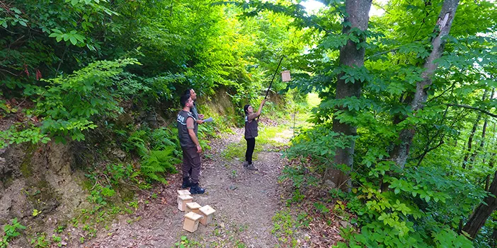 Artvin'de zararlı böceklere karşı ormanlara kuş yuvaları yerleştiriliyor