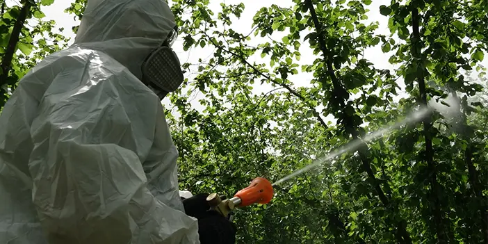Doğu Karadeniz'de kokarcaya yapışkanlı tuzak önlemi