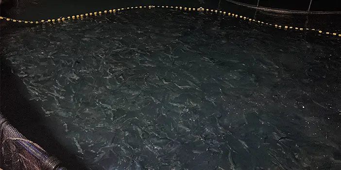 İhracat rekorları kırmıştı! Trabzon'da Türk Somonu hasadı başladı