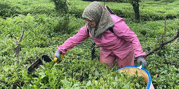 Rize'de üreticinin yeni tercihi! Çay makasları yerine şarjlı çay kesme motorları