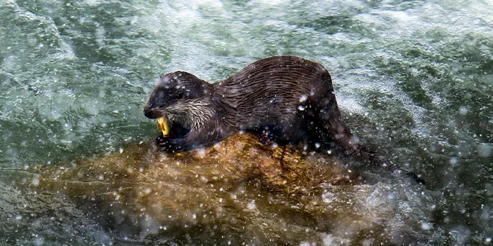 Nesli tükenmekteydi! Bayburt'ta yeniden görüldü