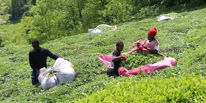 Trabzon'da Senegalli işçiler çay hasadında! 