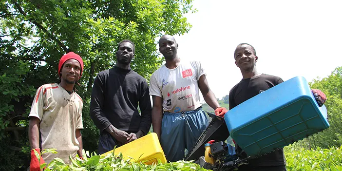Trabzon'da Senegalli işçiler çay hasadında! 