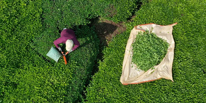 Trabzon'un o ilçesinde "Fadimeler" çeyrek asırdır yük taşımıyor