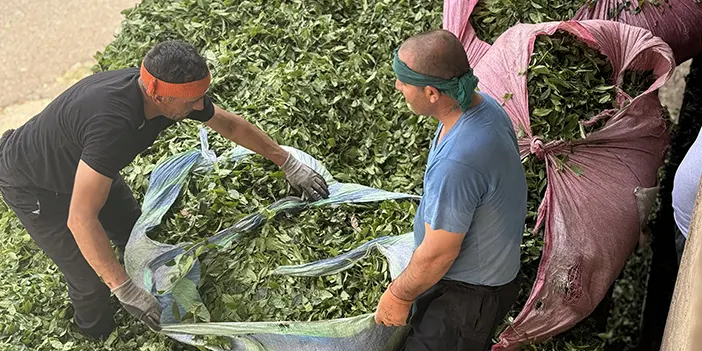 Trabzon'un o ilçesinde "Fadimeler" çeyrek asırdır yük taşımıyor