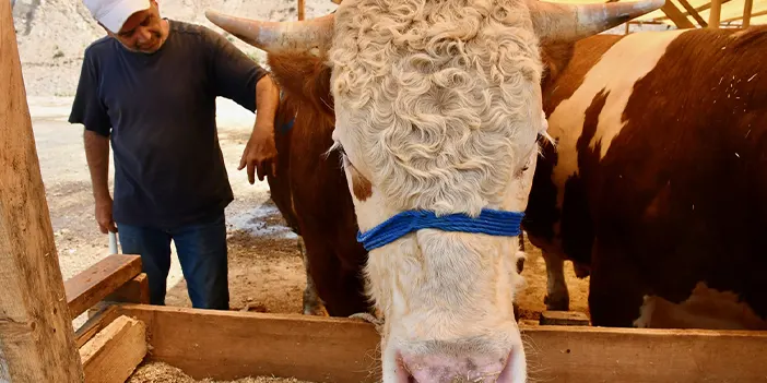 Kocaeli'de ağırlıkları yaklaşık 3 ton olan üç boğa toplam 680 bin liraya satıldı