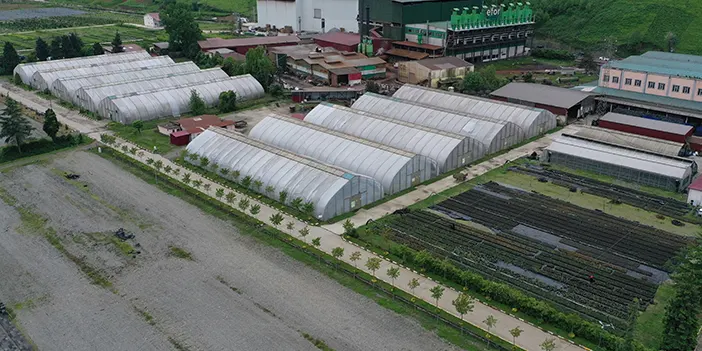 Trabzon'da 25 hektar alanda yetiştirilen fidan ve çiçekler toprakla buluşturulacak