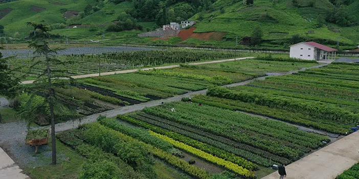 Trabzon'da 25 hektar alanda yetiştirilen fidan ve çiçekler toprakla buluşturulacak