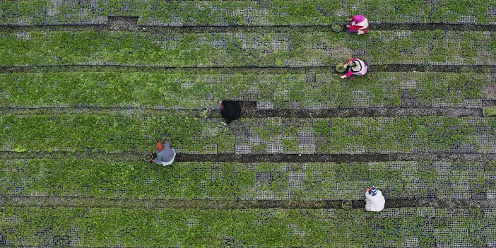 Trabzon'da 25 hektar alanda yetiştirilen fidan ve çiçekler toprakla buluşturulacak