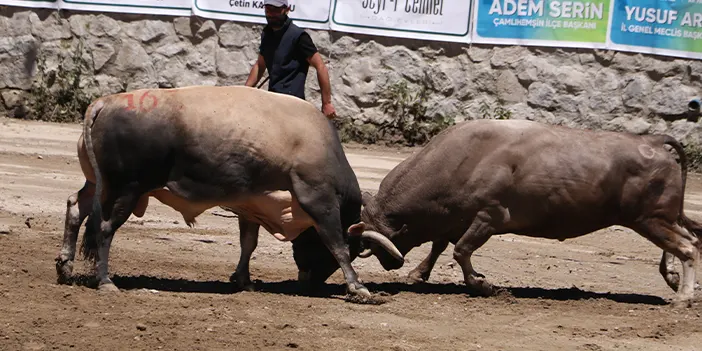 Rize'de kıyasıya boğa güreşi!