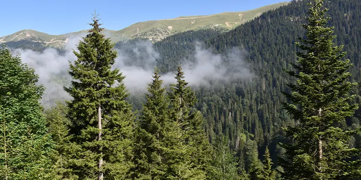 Gümüşhane'de Örümcek Ormanları ziyaretçilerine doymuyor