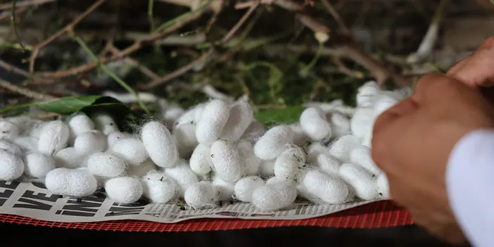 Babaannesinden esinlendi! Tarihin en büyük ipek böcekçiliği çiftliğini Elazığ'da kurdu