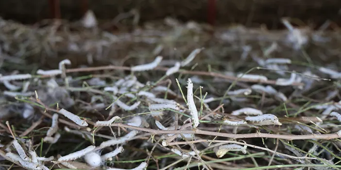Babaannesinden esinlendi! Tarihin en büyük ipek böcekçiliği çiftliğini Elazığ'da kurdu