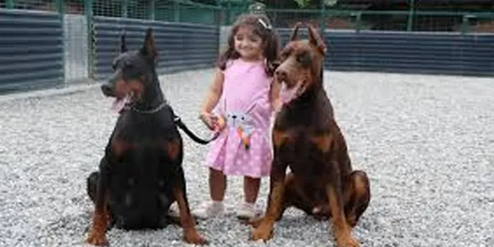 doberman1.webp