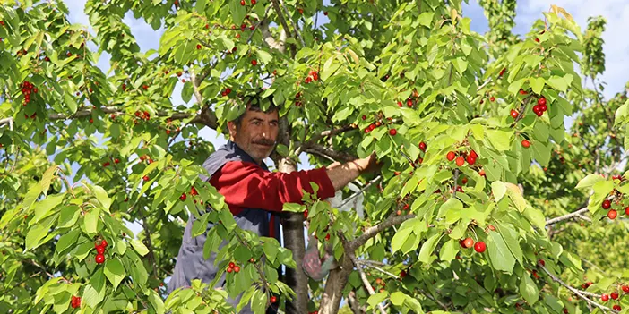 erzurumda-kiraz-hasadi-2.webp