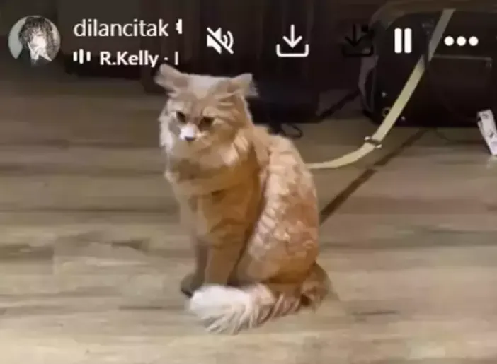 Dilan Çıtlak neden gözltına alındı? İbrahim Tatlıses'in kızı Dilan Çıtak olayı nedir?