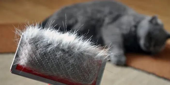 Kedi Tüyü Öldürür mü? Uzmanlardan Uyarı: Parazit ve Enfeksiyonlara Karşı Önlem Şart