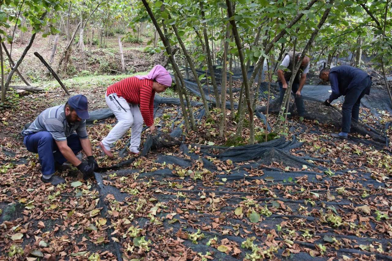 aa-20250827-38936305-38936296-orduda-148-findik-ureticisine-hasat-filesi-destegi-saglandi